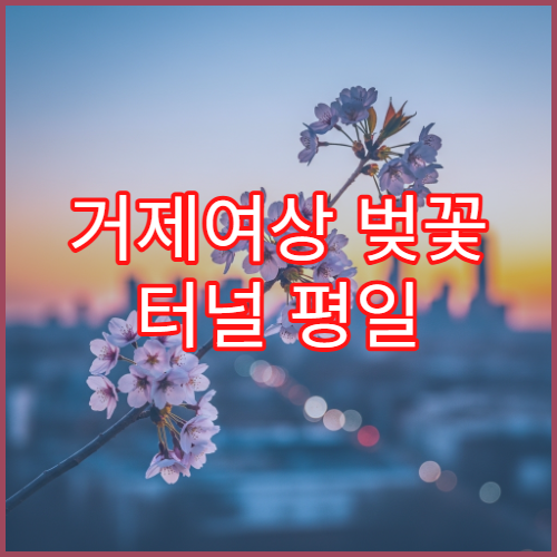 거제여상 벚꽃 터널 평일 오전 혼잡 완벽 피하는 방문 시간대 가이드