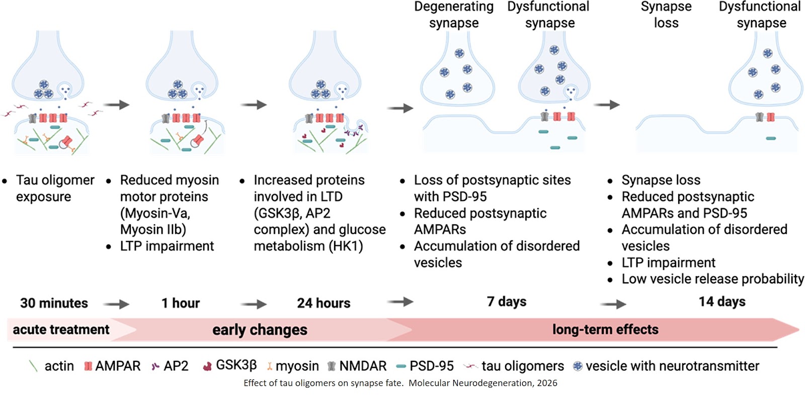 Tau oligomers modulate synapse fate by eliciting progressive bipartite synapse dysregulation and synapse loss