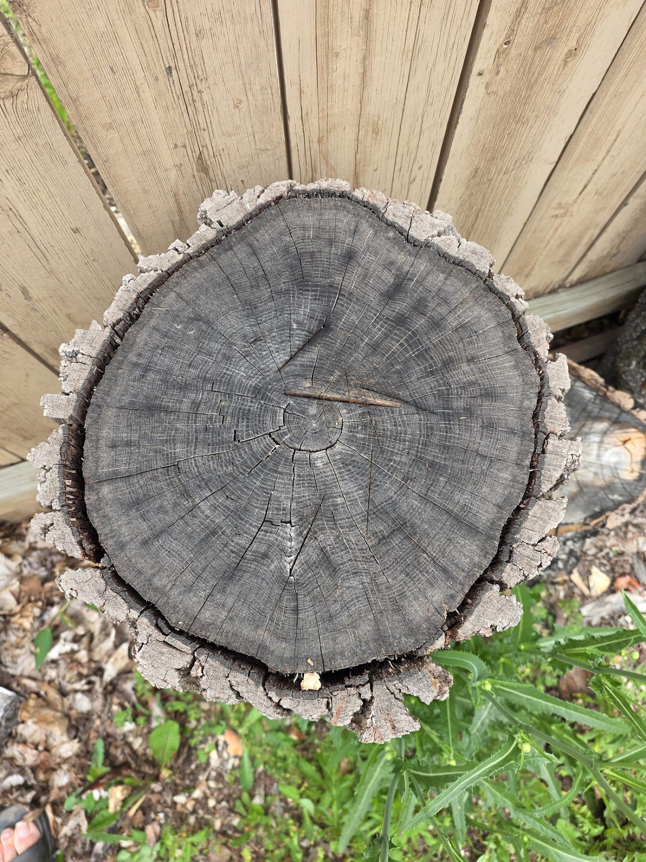 End grain of the Oak