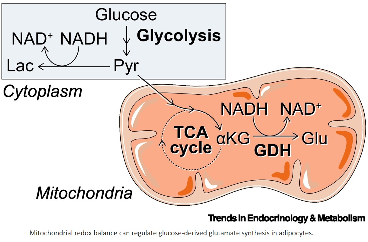 Is glutamate an adipose redox signal that regulates lipolysis?