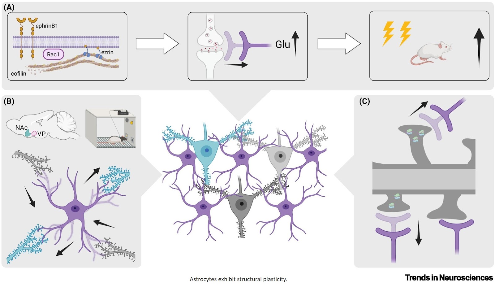Cellular and molecular mechanisms of astrocyte plasticity in learning and memory