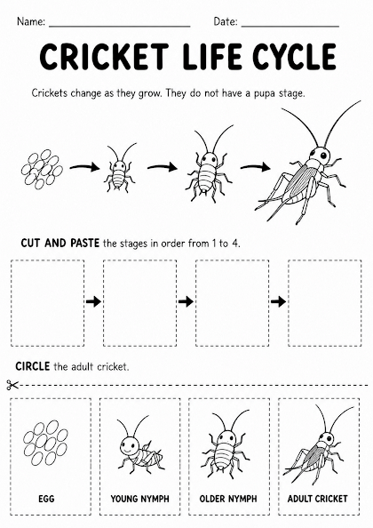 Cricket Life Cycle Worksheet