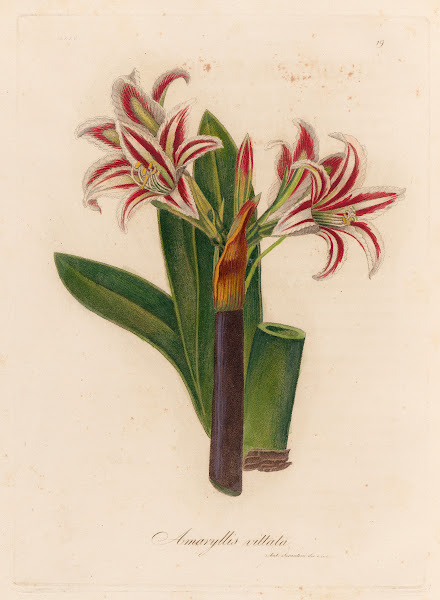 Amaryllis vittata 1818 1824