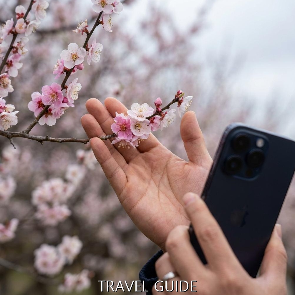 인물 사진 필수! 매화 배경 클로즈업 촬영 팁