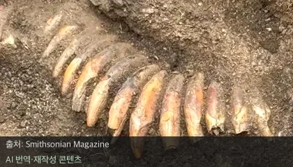 신석기 시대 유물 - 5,000년 전 신석기 시대 유물, 42개 이빨 목걸이의 정체