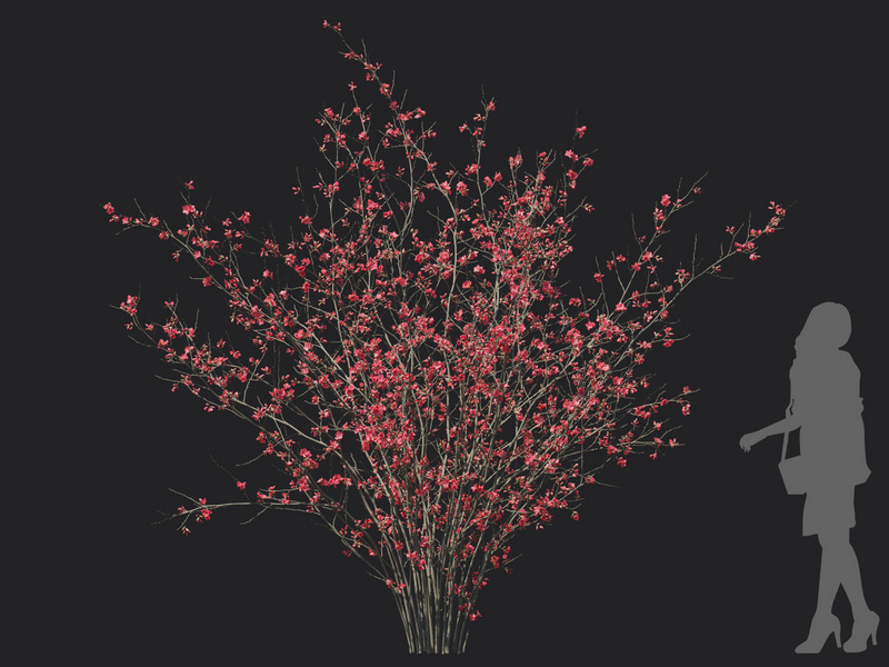 Maxtree - Plant Models Vol.129