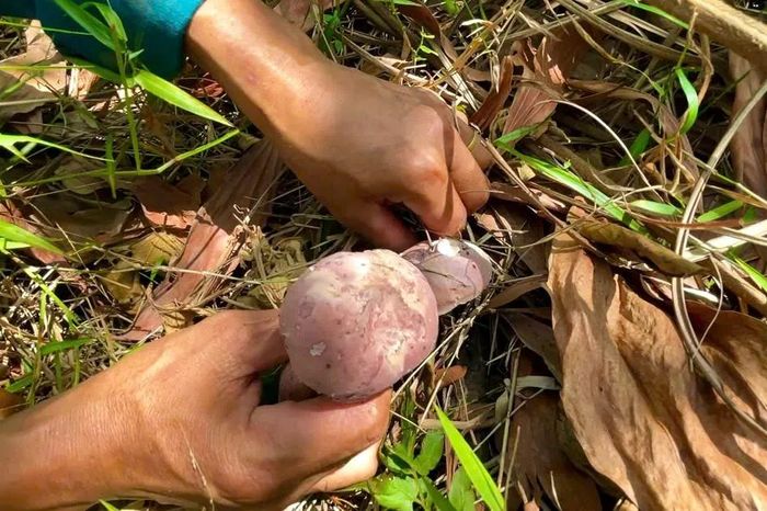 Lạc vào 'thủ phủ' nấm tràm xứ Huế - Báo Sài Gòn Giải Phóng