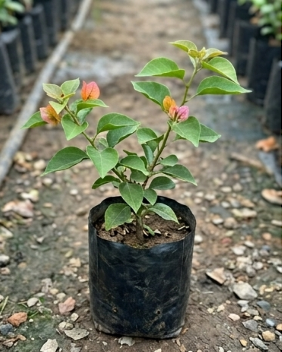 Imported Golden Fairytale Bando Bougainvillea Plant — view 4