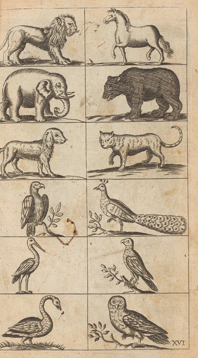 Plate XVI Illustrations of various animals 1685