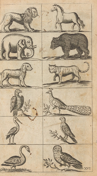 Plate XVI Illustrations of various animals 1685