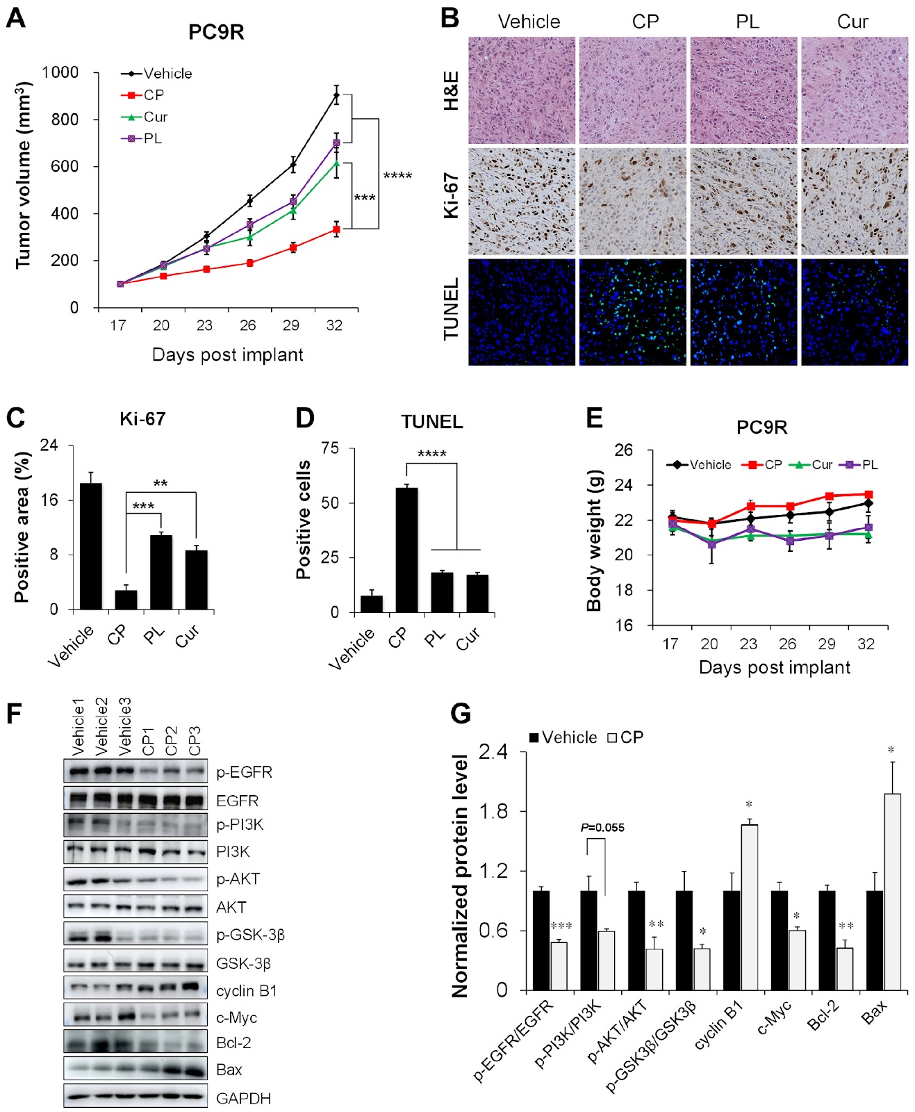Exploring the antitumor effect of curcumin-piperlongumine hybrid molecule (CP) on EGFR-TKI-resistant non-small cell lung cancer using network pharmacological analysis and experimental verification
