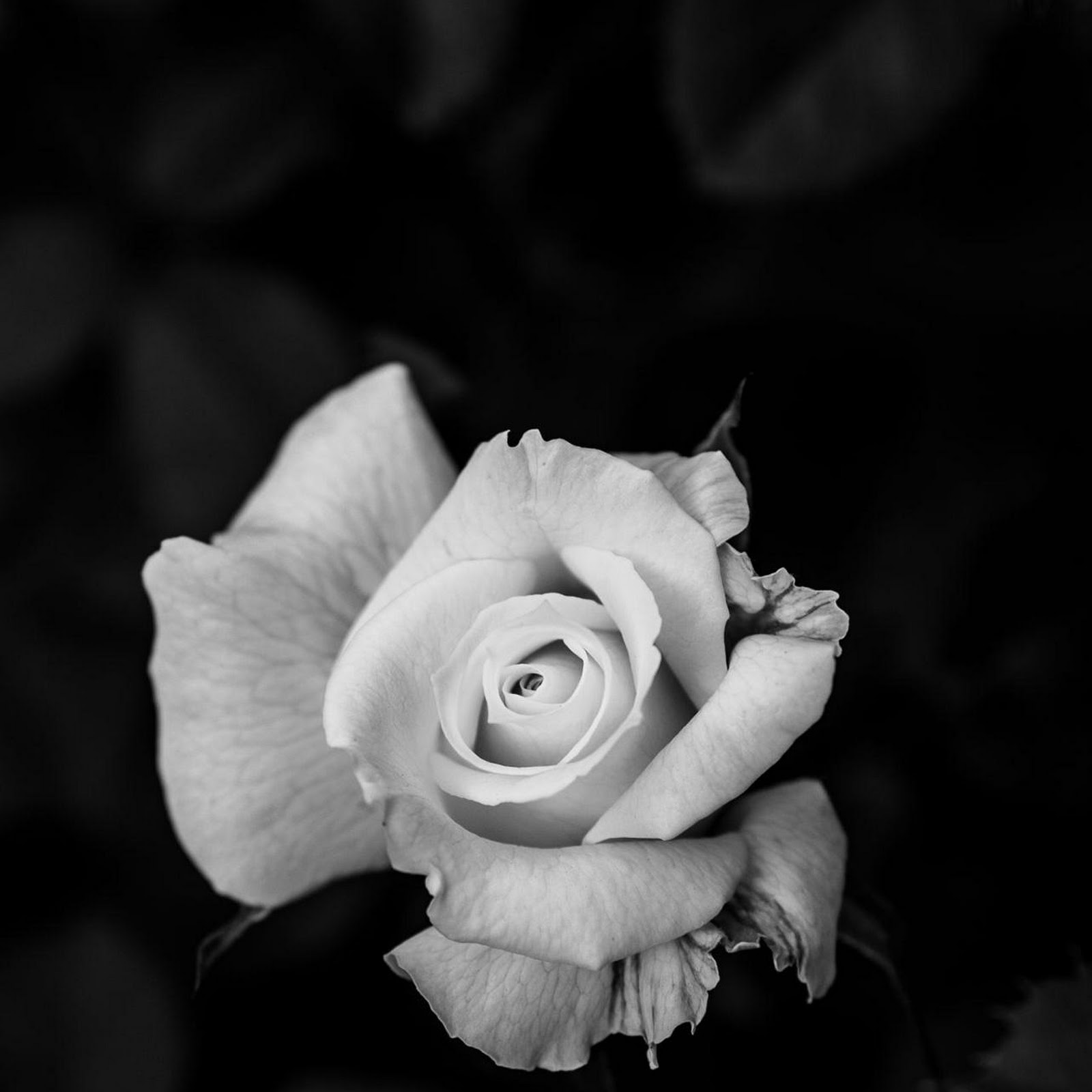Download Single Blooming Rose In Monochrome Full HD iPhone