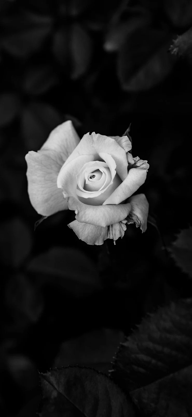 Single Blooming Rose In Monochrome - Monochrome Photography Full HD iPhone Wallpaper (1284x2778)