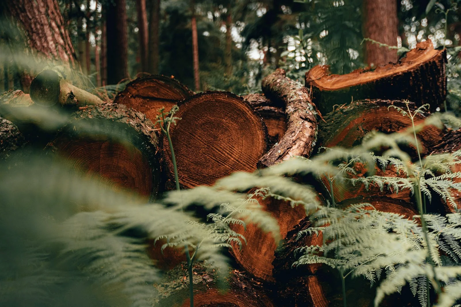 Freshly Cut Forest Logs - Nature Photography 5K Wallpaper (5568x3712)