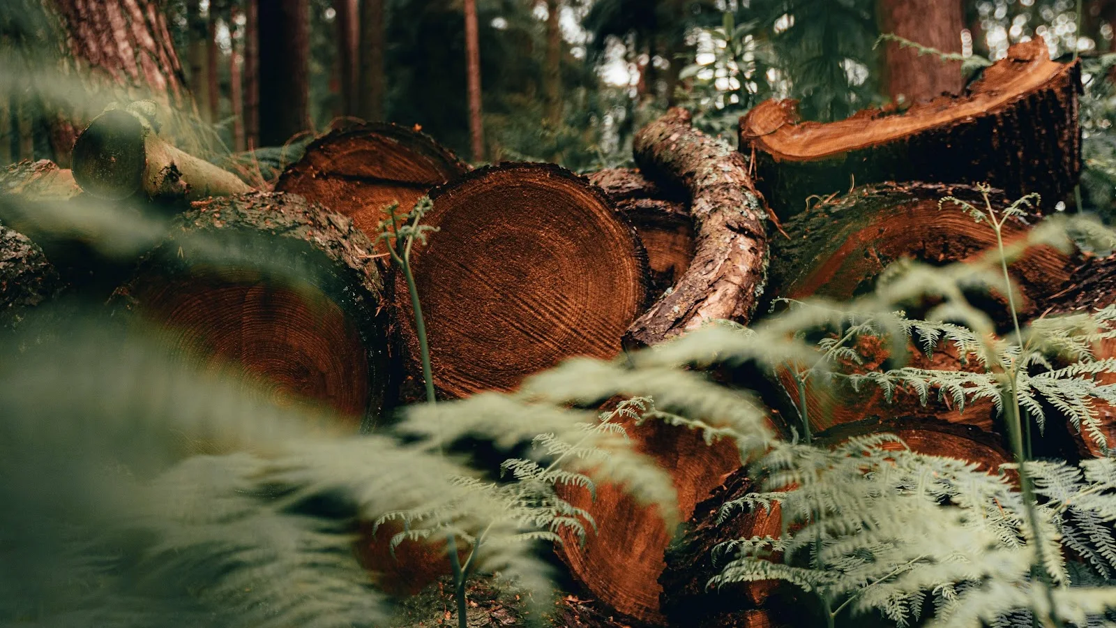 Freshly Cut Forest Logs 5K Desktop Wallpaper