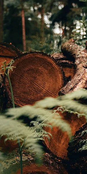 Freshly Cut Forest Logs 5K Wallpaper Background