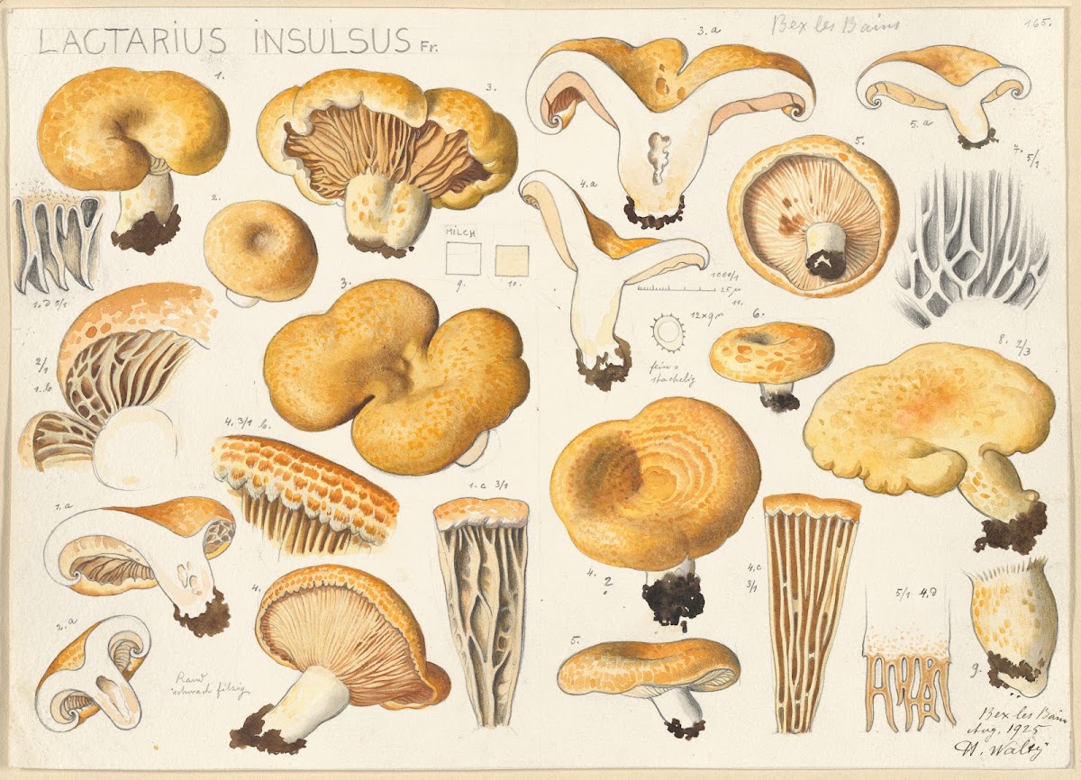 Lactarius insulsus Fr 1915 1945