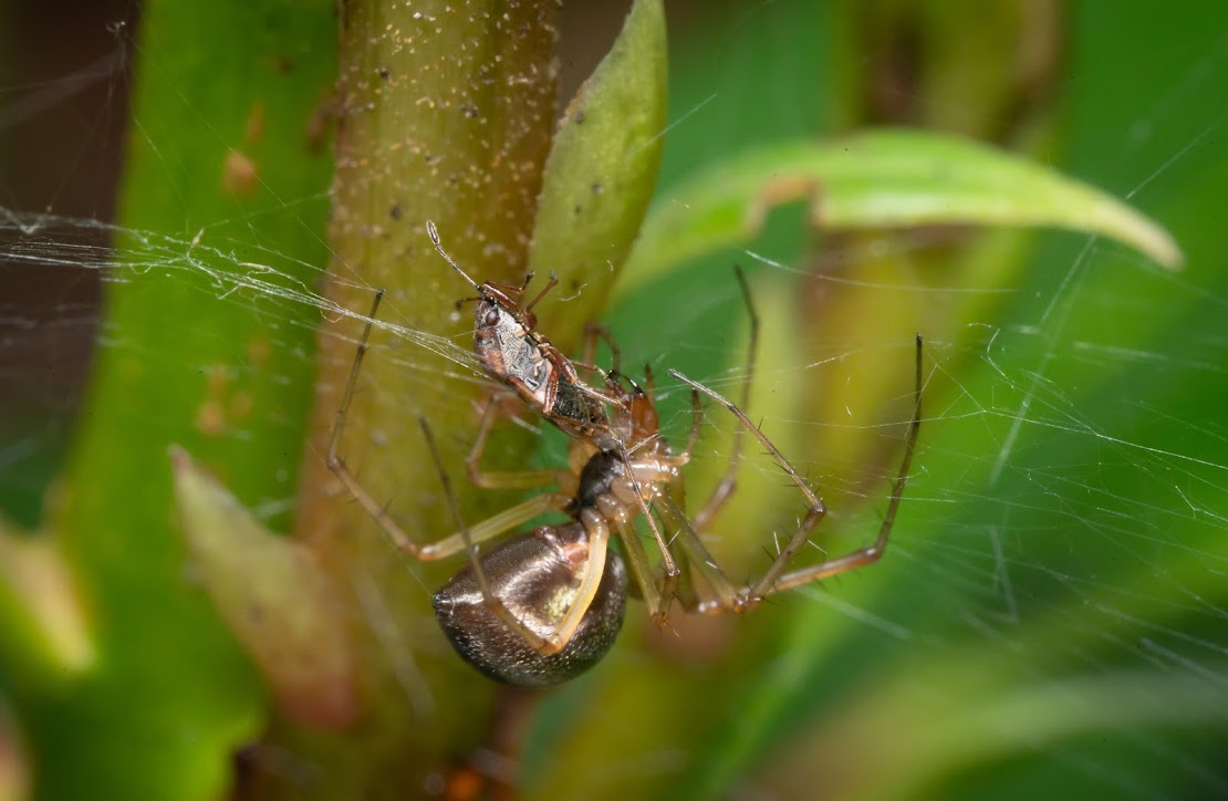 Linyphiidae