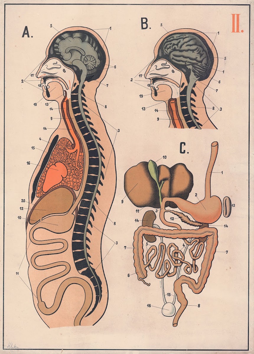 The digestive system 1893