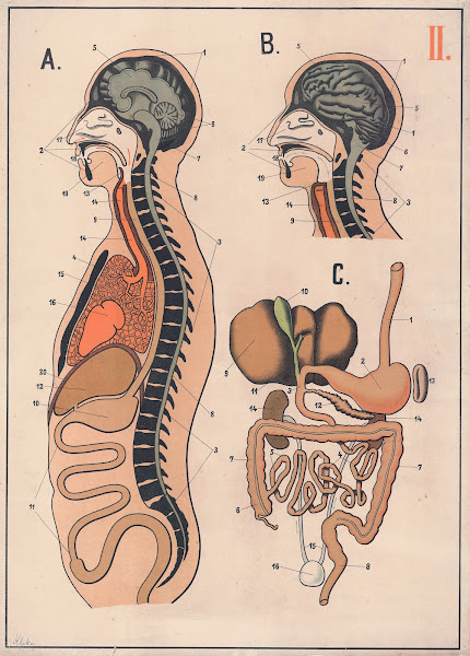 The digestive system 1893