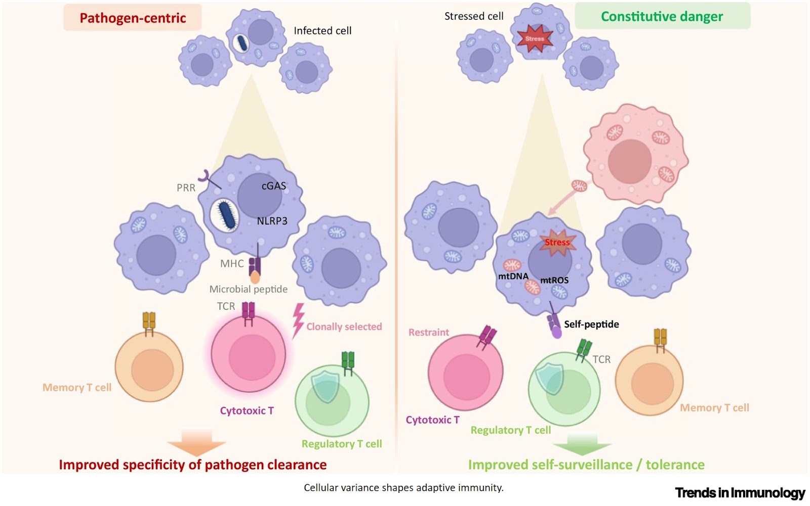 Rethinking the origins and functions of adaptive immunity
