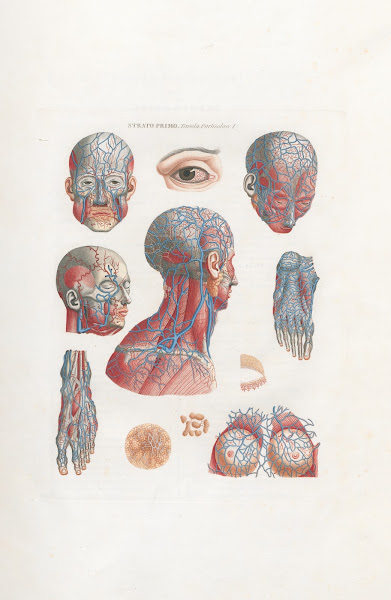 Anatomia Universale Pl02 1833