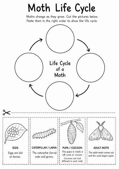 Moth Life Cycle Worksheet