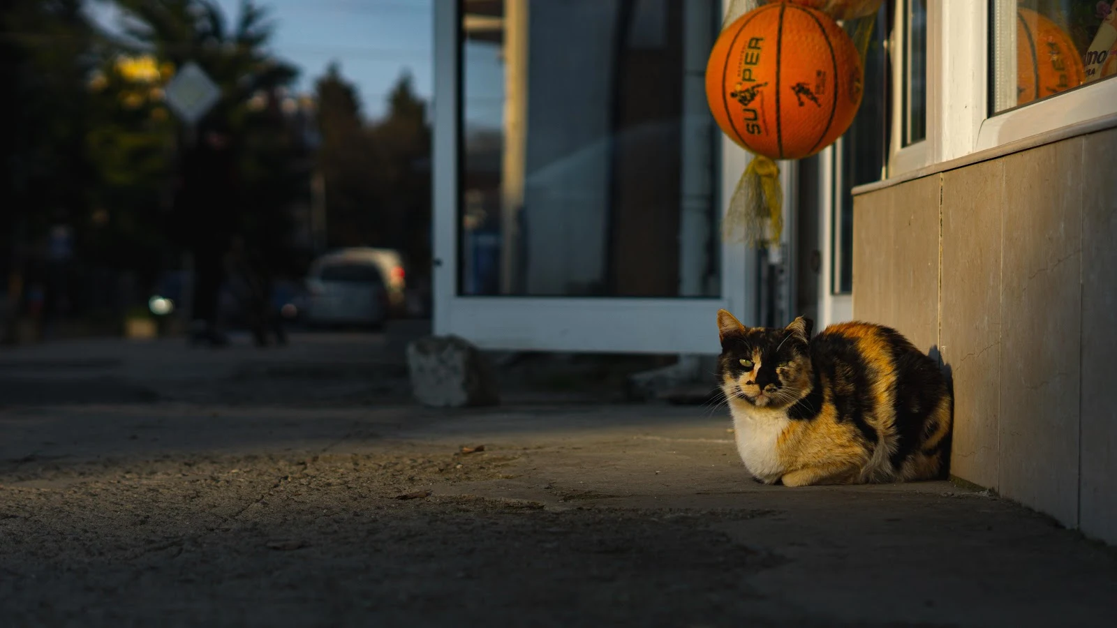 Calico Cat On A Sidewalk - Street Photography 5K Wallpaper (5365x3018)