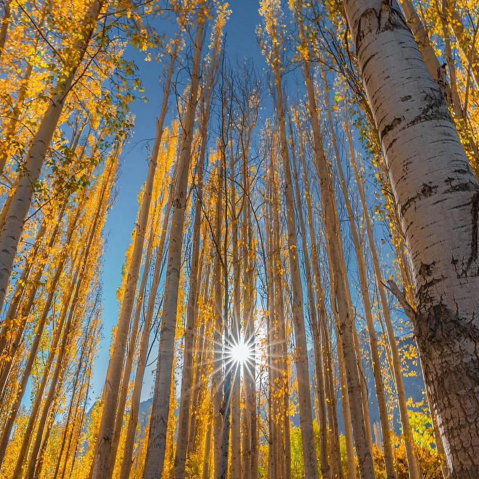 Download Vertical Golden Autumn Forest Full HD iPhone