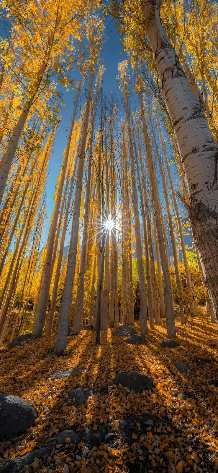 Vertical Golden Autumn Forest - Nature Photography Full HD iPhone Wallpaper (1099x2380)