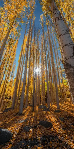 Vertical Golden Autumn Forest Full HD iPhone Wallpaper Background