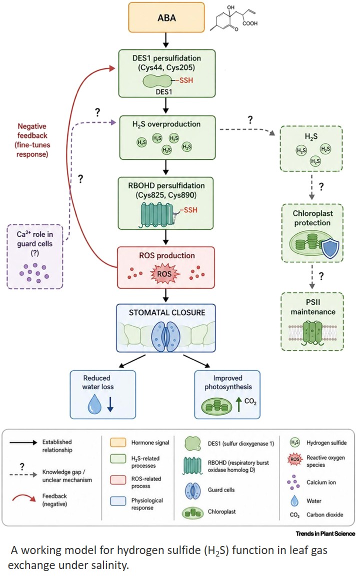 Hydrogen sulfide as a potential translational hub for crop salinity tolerance