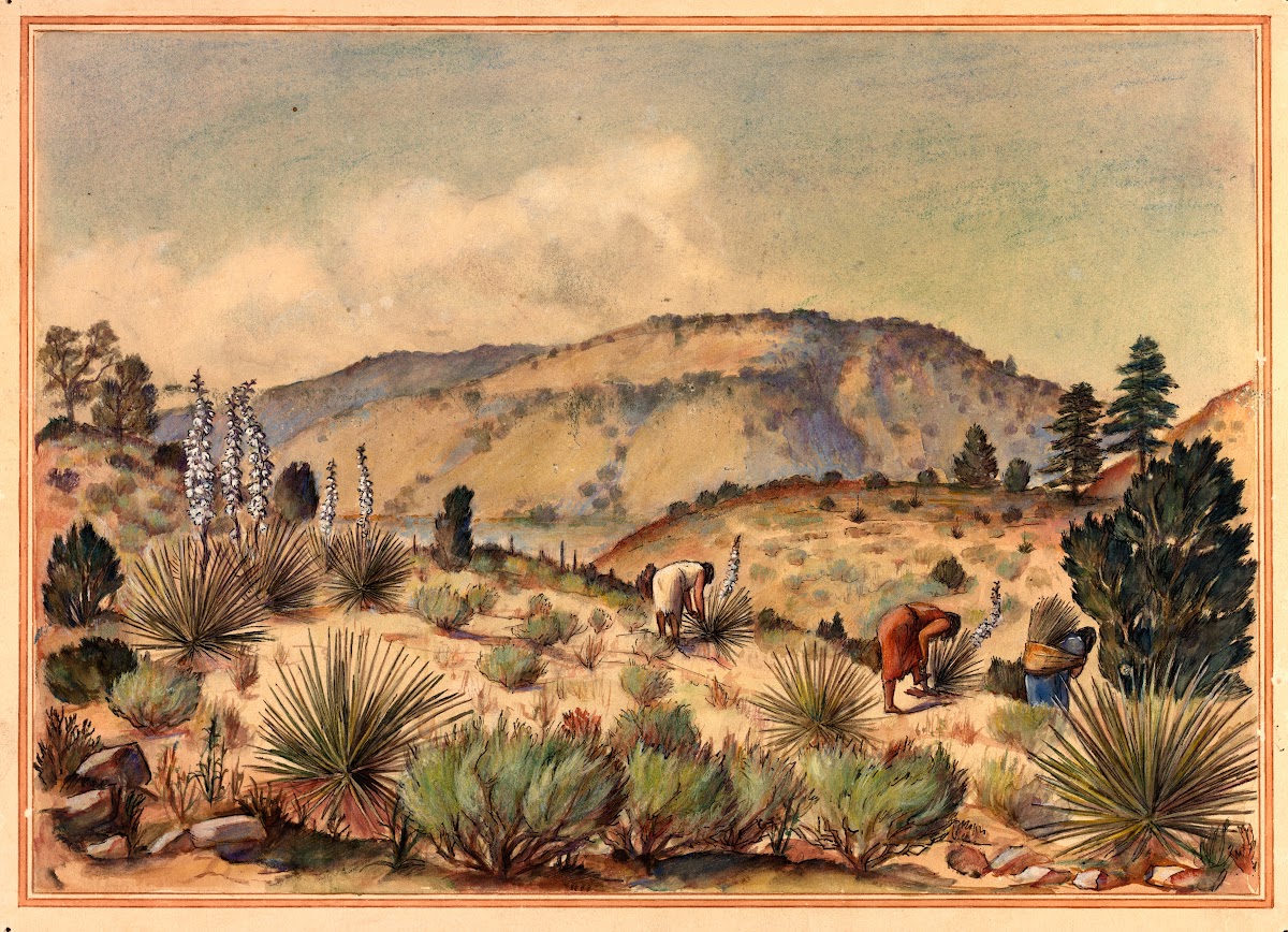 Women Gathering Yucca Plants 20th century