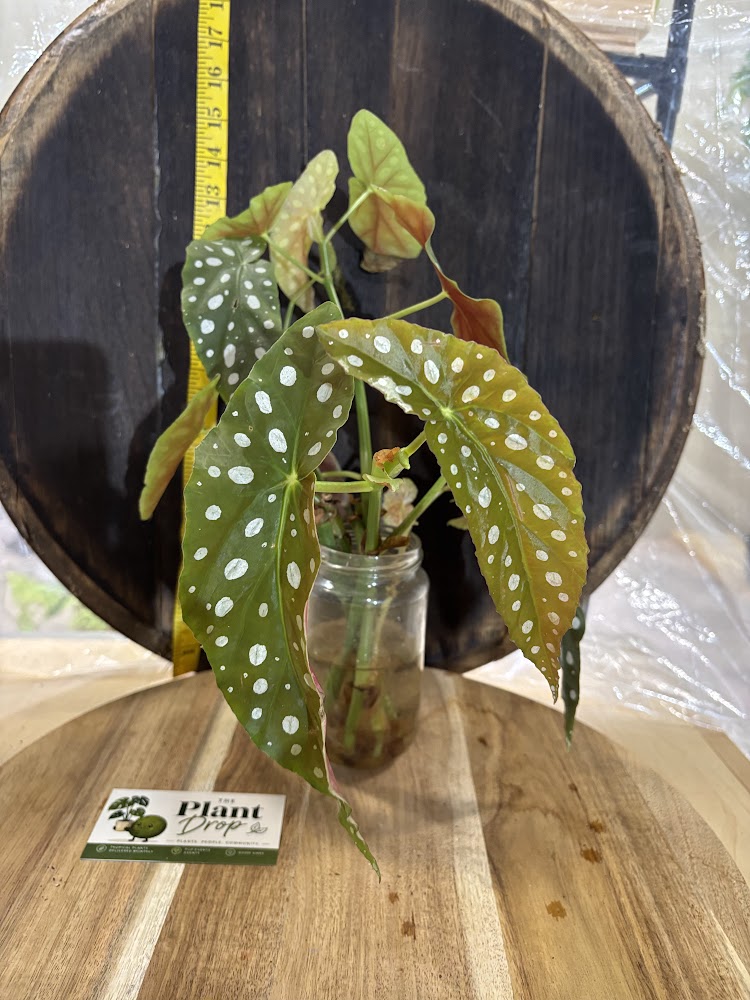 Polka Dot Begonia