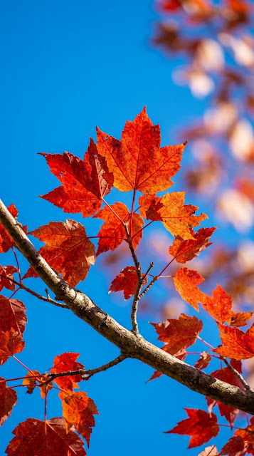 Vibrant Red Maple Leaves Against a Clear Blue Sky - Free mobile Wallpaper