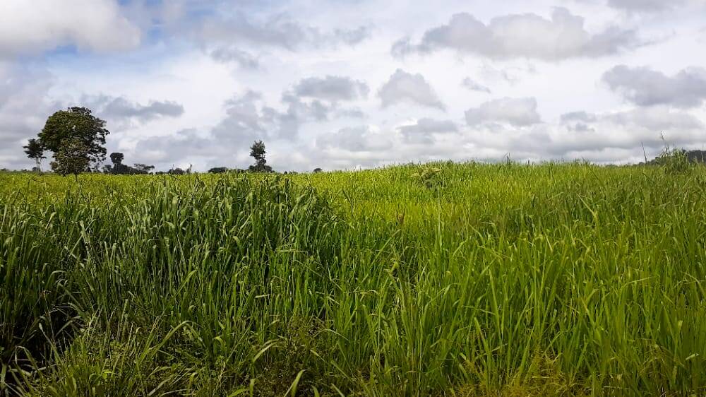 Fazenda no Município de Breu Branco - PA 3