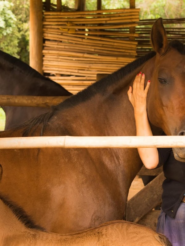 En comunicación con los caballos