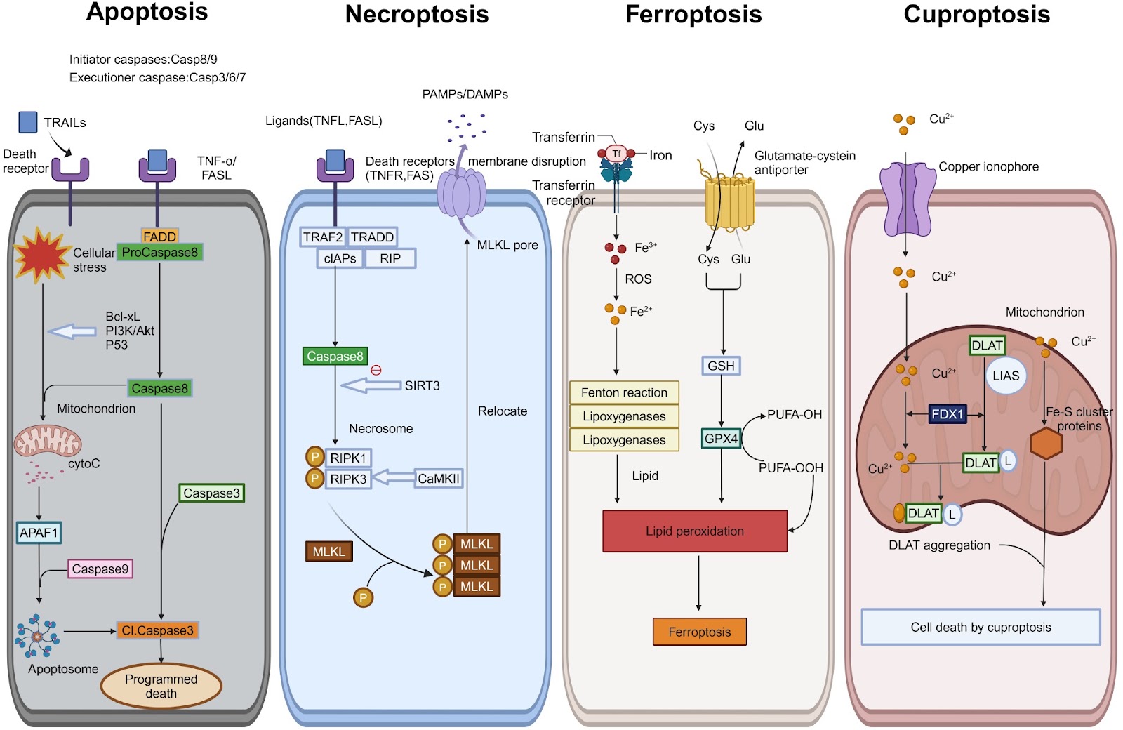 Types of cell death in diabetic cardiomyopathy: insights from animal models