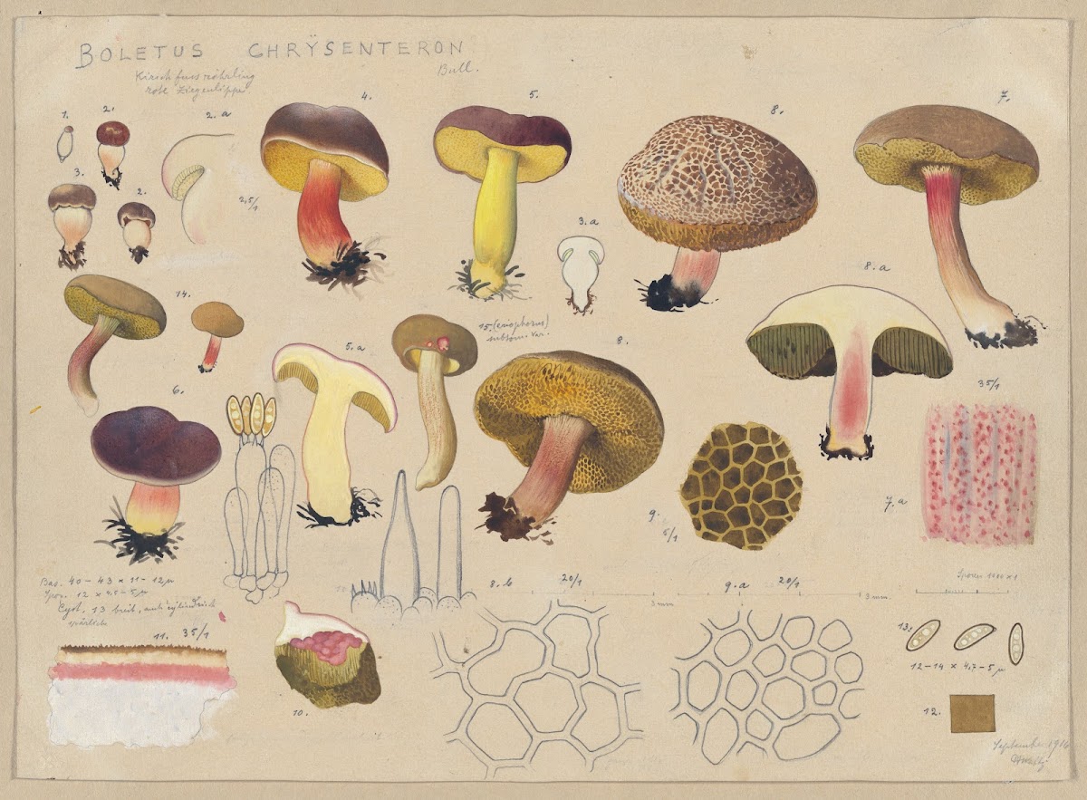 Boletus chrysenteron Bull 1915 1945