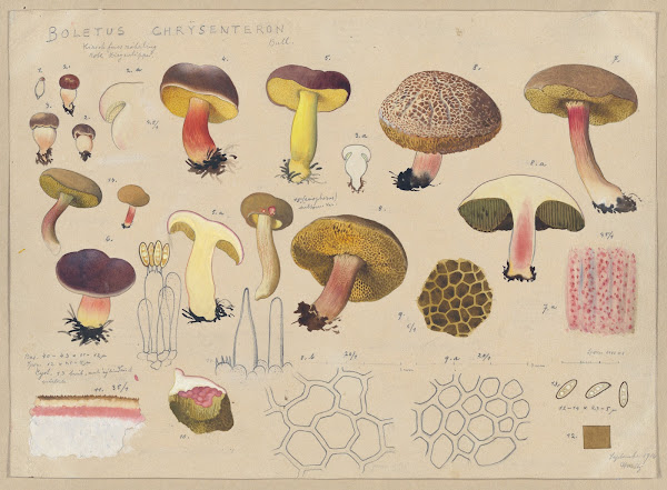 Boletus chrysenteron Bull 1915 1945