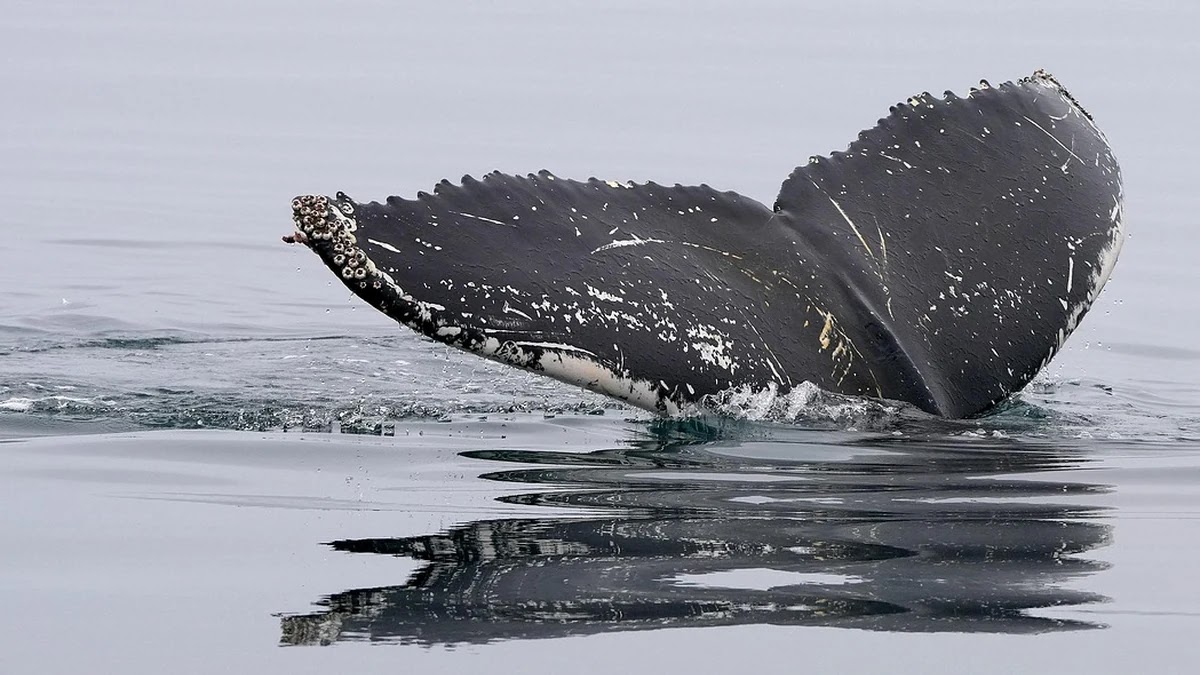 고래 싸움에 새우 등 터진다 속담의 심리적 갈등 구조와 사회적 영향