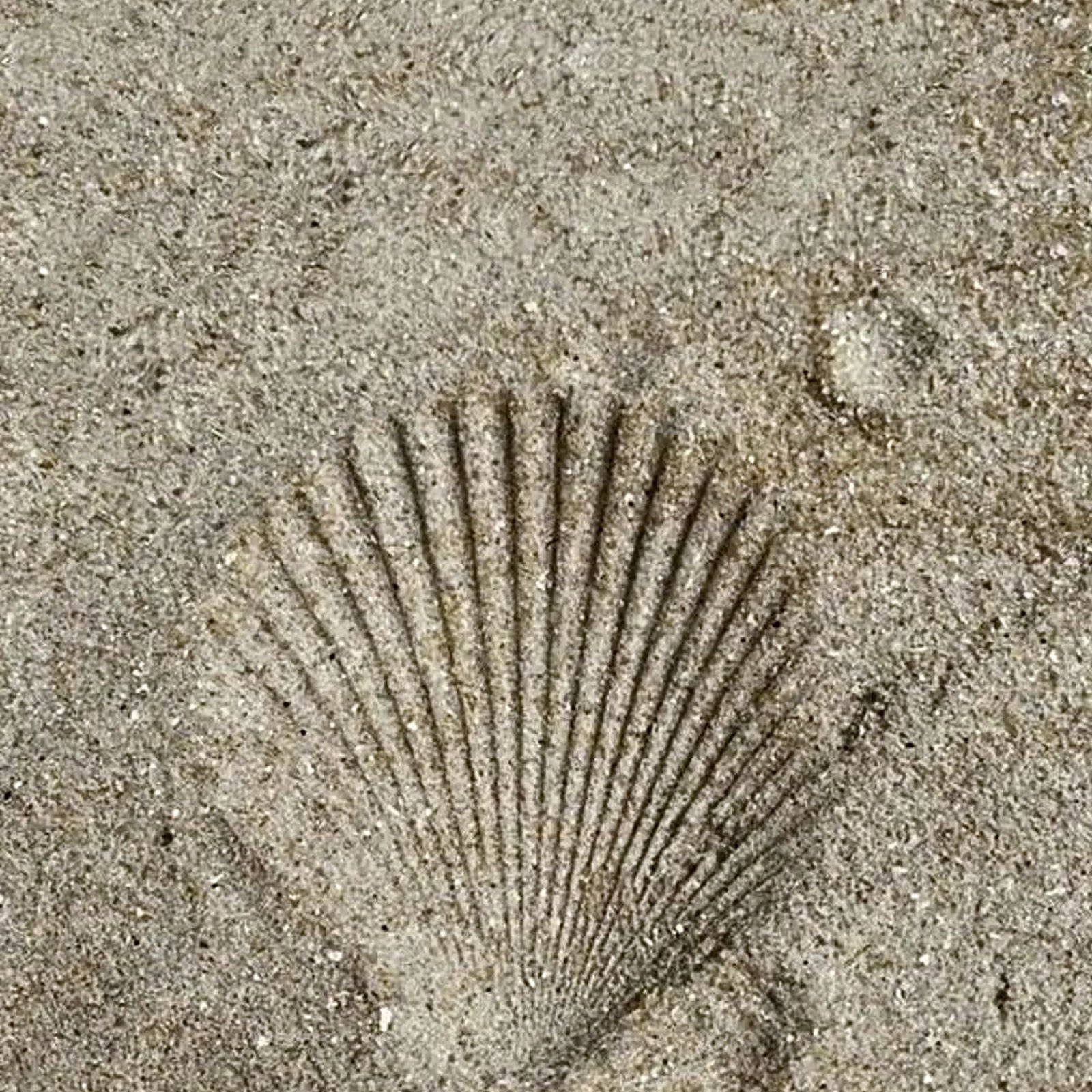 Download Seashell Imprint On Sandy Beach Full HD iPhone