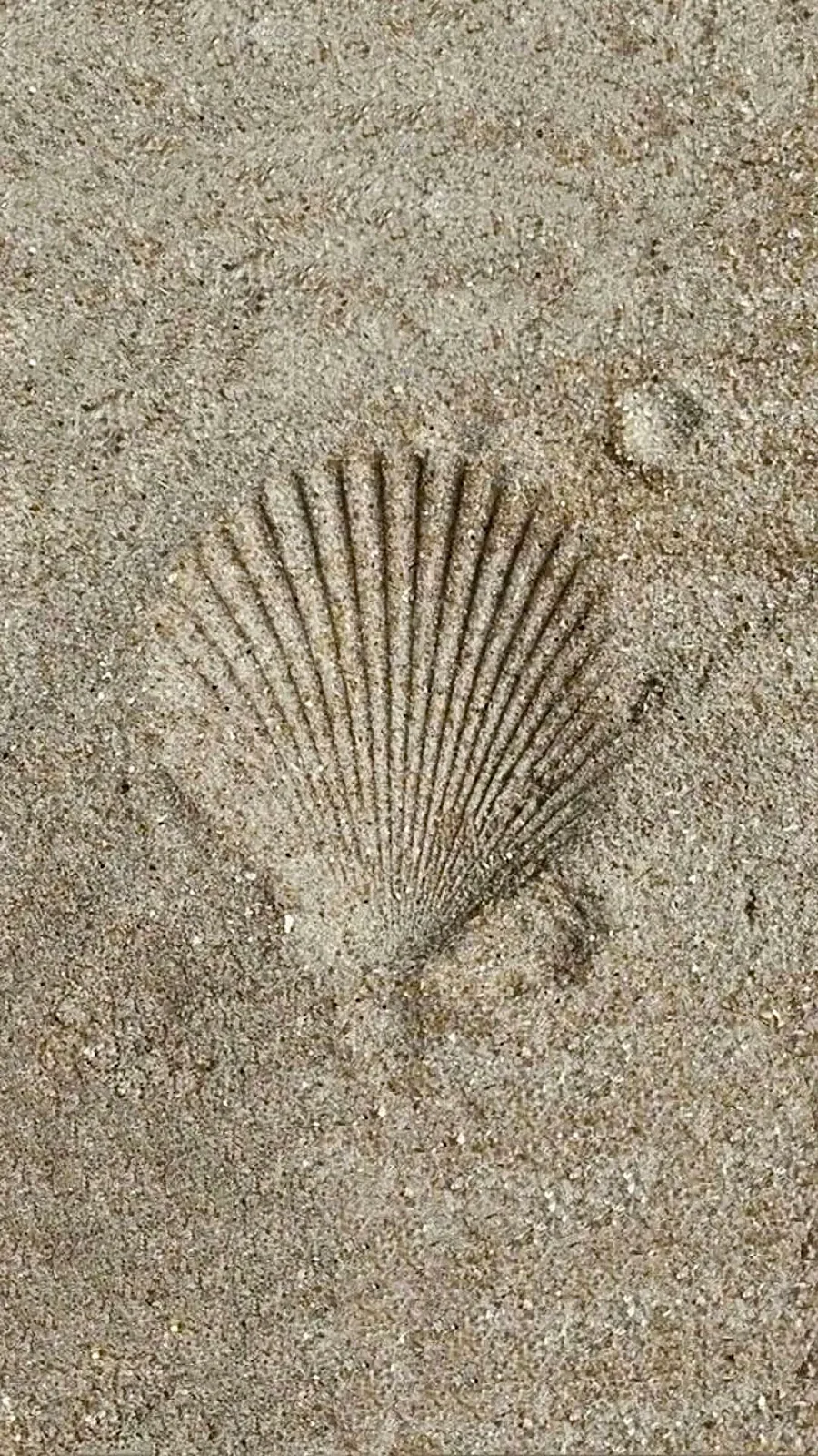 Seashell Imprint On Sandy Beach - Macro Photography Full HD iPhone Wallpaper (1080x1920)