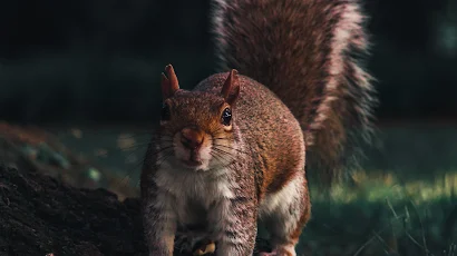 Brown Squirrel On Green Grass During Daytime 4K iPhone Wallpaper Background