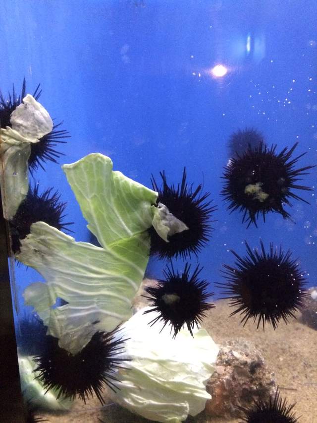 熱爆娛樂 海膽搶吃高麗菜 覺得好眼熟 網幫 加上眼睛 小煤炭現身啦