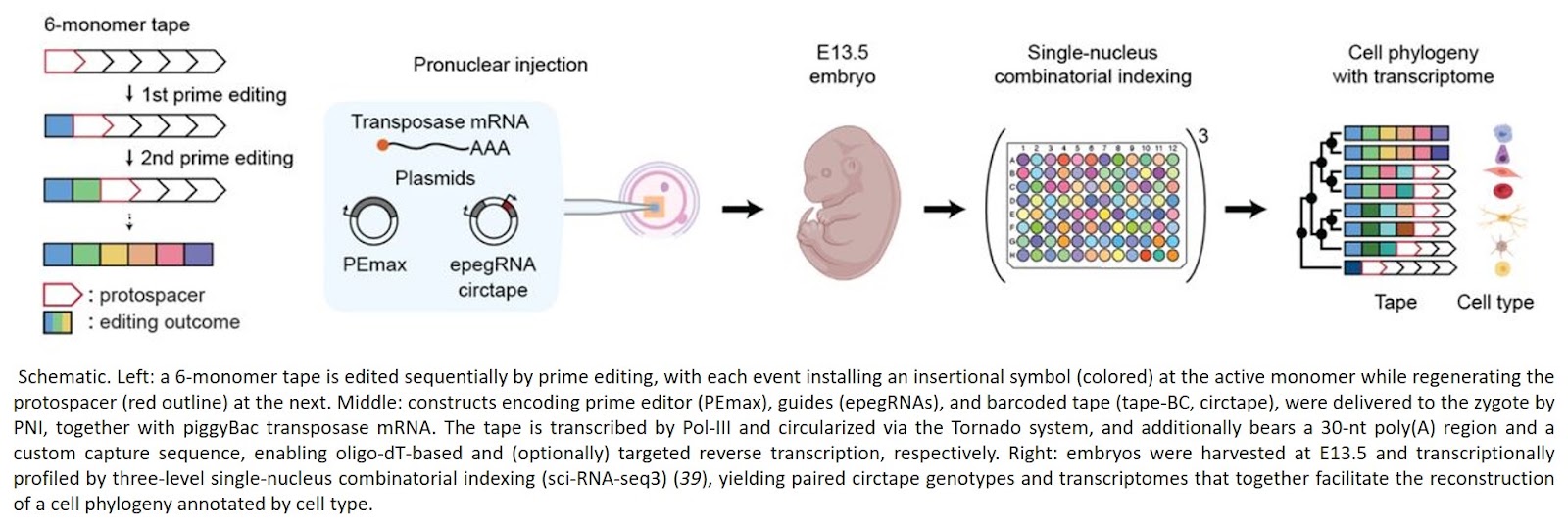 A DNA Typewriter records the cell lineage history of a mouse, from zygote to late organogenesis