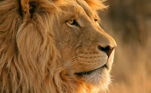Lion Face Wallpaper