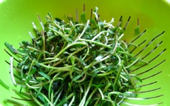 Tôm bóc vỏ, bỏ đầu và đuôi, cho vào cối giã nhuyễn. Rau đắng nhặt, ngắt khúc, rửa sạch.