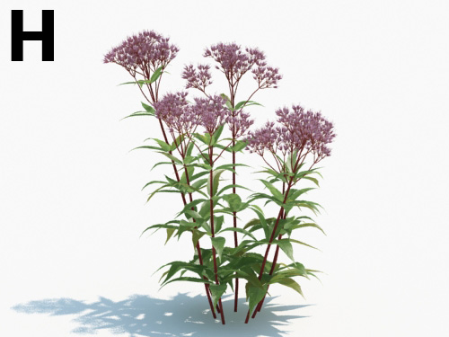 Maxtree - Plant Models Vol.3