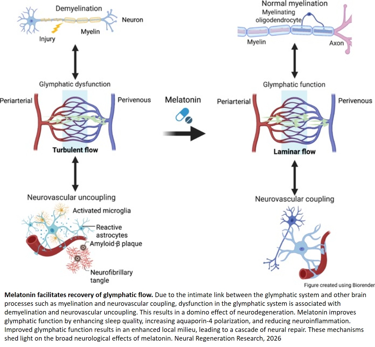 Melatonin reverses obesity-induced neurodegeneration through glymphatic restoration